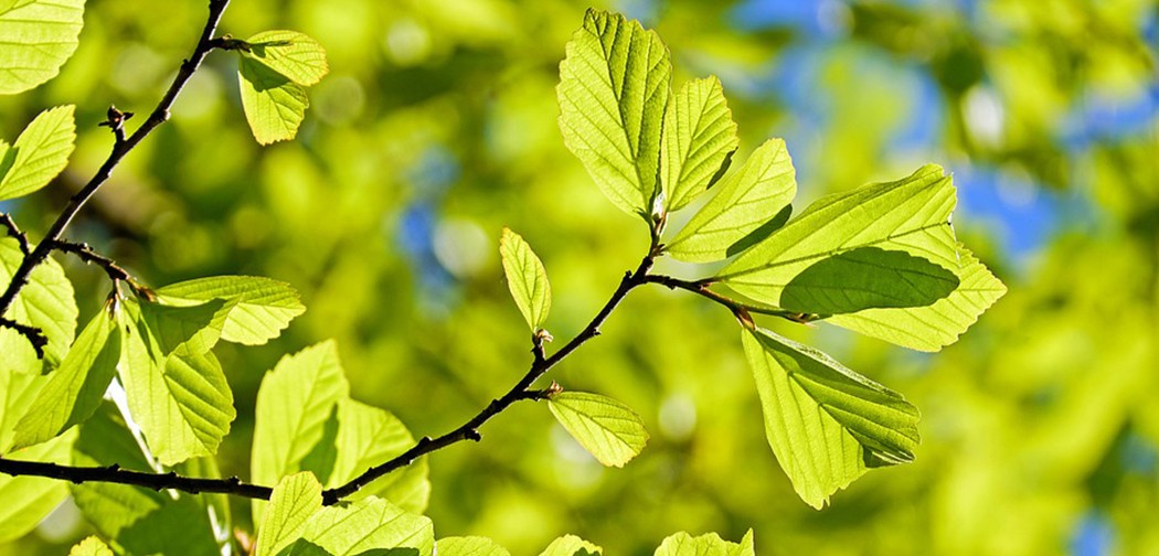 La primavera la sangre altera